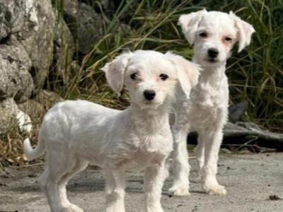 Three gorgeous IKC Registered Maltese puppies for sale in Limerick