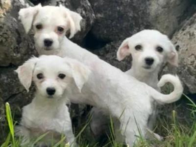 Three gorgeous IKC Maltese Dogs for sale in Limerick
