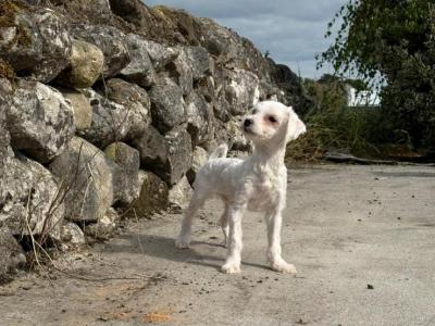 Three gorgeous IKC Maltese Dogs for sale in Limerick