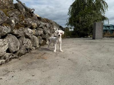 Three gorgeous IKC Maltese Dogs for sale in Limerick