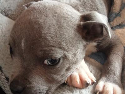 Last  🐾  Blue staffies 🐾 available