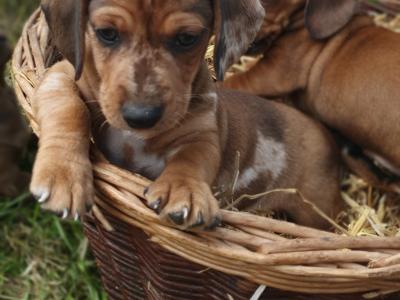 Dachshund puppies in Limerick