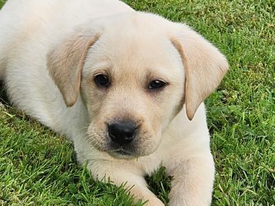 Golden Labrador puppies for sale in Sligo