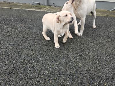 Golden Labrador puppies for sale in Sligo