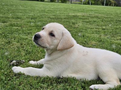 Golden Labrador puppies for sale in Sligo