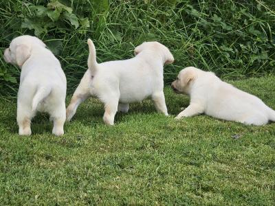 Golden Labrador puppies for sale in Sligo