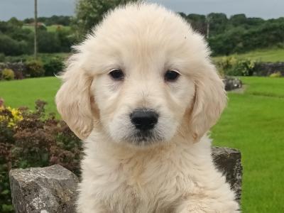 Golden Retriever IKC Registered puppies in Mayo