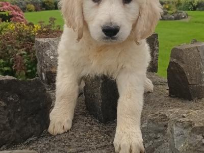 Golden Retriever IKC Registered puppies in Mayo