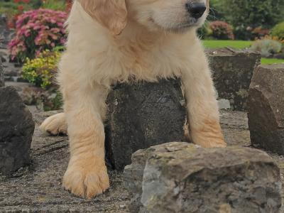 Golden Retriever IKC Registered puppies in Mayo