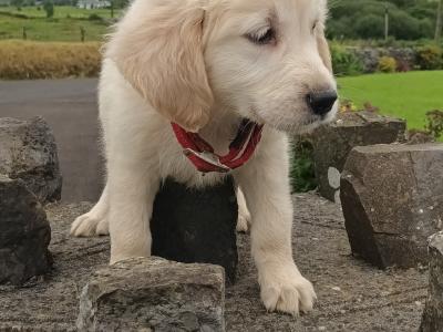 Golden Retriever IKC Registered puppies in Mayo