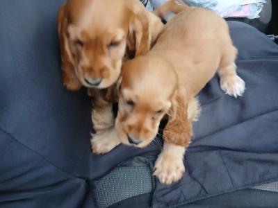 Golden Cocker Spaniel puppies in Cavan