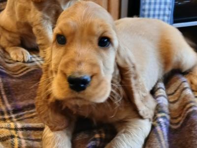 Golden Cocker Spaniel puppies in Cavan