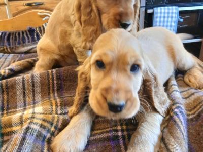 Golden Cocker Spaniel puppies in Cavan