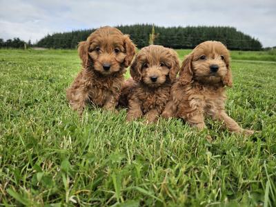 Stunning Cockapoo puppies in Limerick females only left