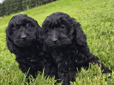 Stunning Cockapoo puppies in Limerick females only left