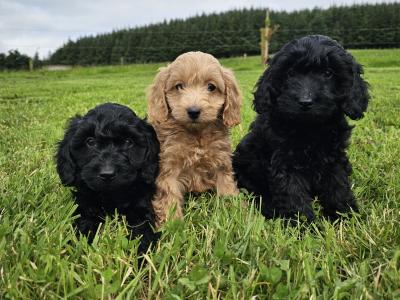 Stunning Cockapoo puppies in Limerick females only left
