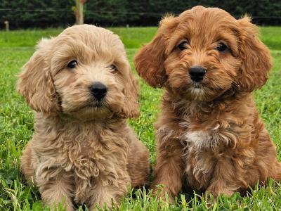 Stunning Cockapoo puppies in Limerick