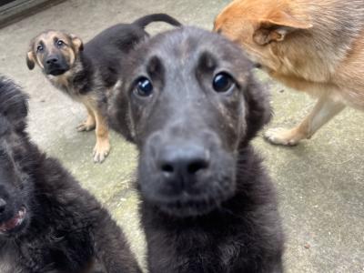 One boy left Golden Shepherd puppies (Golden Retriever x German Shepherd) for sale in Tipperary