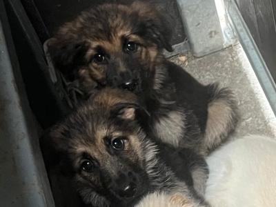 One boy left Golden Shepherd puppies (Golden Retriever x German Shepherd) for sale in Tipperary