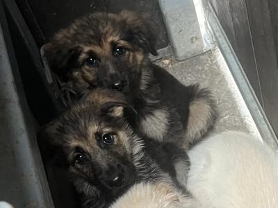 One boy left Golden Shepherd puppies (Golden Retriever x German Shepherd) for sale in Tipperary