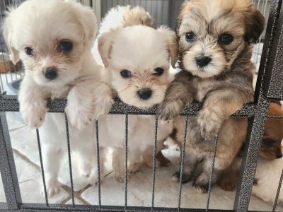 Cavachon puppies in Galway