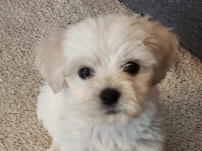 Cavachon puppies in Galway