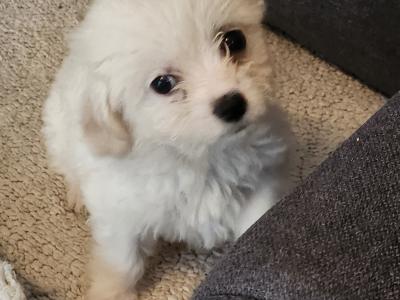 Cavachon puppies in Galway