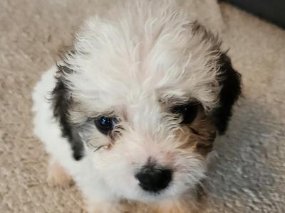 Cavachon puppies in Galway