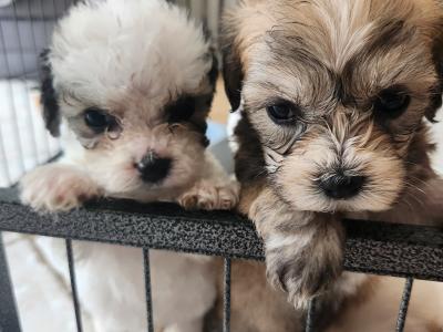 Cavachon puppies in Galway