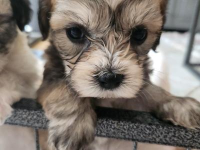 Cavachon puppies in Galway