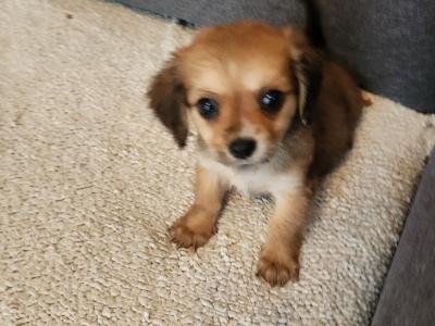 Cavachon puppies in Galway