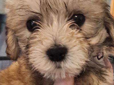 Cavachon puppies in Galway