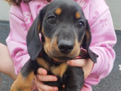 One remaining Black and Tan Miniature Dachshund puppy in Limerick