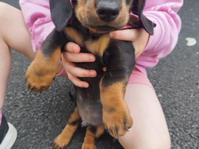 IKC Registered(pending) Black and Tan Miniature Dachshund puppies in Limerick