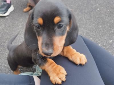 IKC Registered(pending) Black and Tan Miniature Dachshund puppies in Limerick