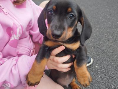 One remaining Black and Tan Miniature Dachshund puppy in Limerick