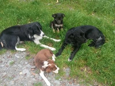 Border Collie X puppies. Price drop need gone this week!!!!