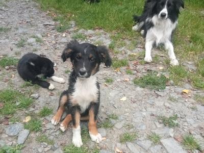 Border Collie X puppies in Monaghan
