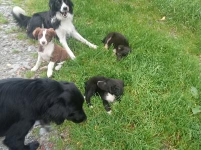 Border Collie X puppies. Price drop need gone this week!!!!