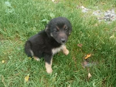 Border Collie X puppies. Price drop need gone this week!!!!