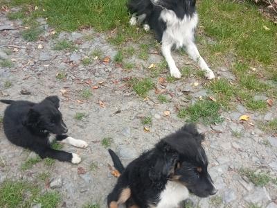 Border Collie X puppies. Price drop need gone this week!!!!
