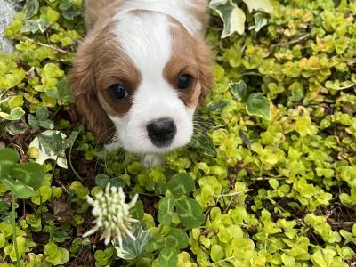 Female Cavalier King Charles puppy in Wexford