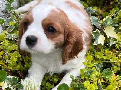 Female Cavalier King Charles puppy in Wexford