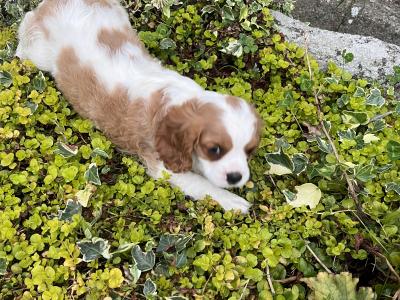 Female Cavalier King Charles puppy in Wexford