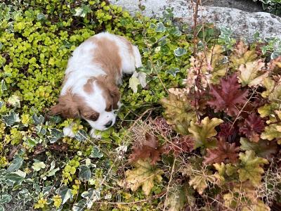 Female Cavalier King Charles puppy in Wexford