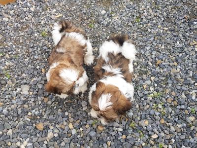 Beautiful Shih Tzu puppies in Wicklow