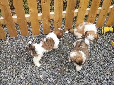 Beautiful Shih Tzu puppies in Wicklow