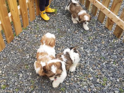 Beautiful Shih Tzu puppies in Wicklow