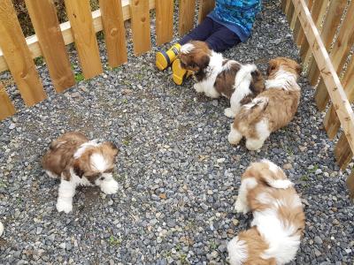 Beautiful Shih Tzu puppies in Wicklow