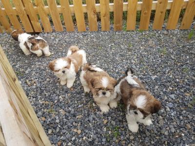 Beautiful Shih Tzu puppies in Wicklow
